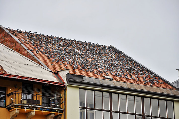 A2B Pest Control are able to install spikes to deter birds from roofs in Allerdale. 