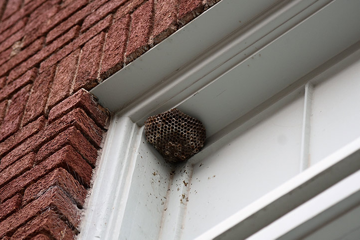 We provide a wasp nest removal service for domestic and commercial properties in Allerdale.